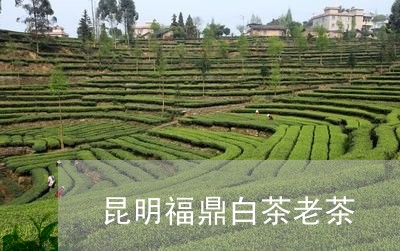 昆明福鼎白茶老茶/2023062143825