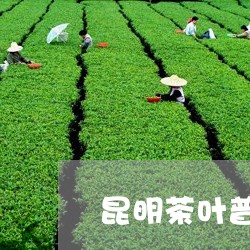 昆明茶叶普洱茶价格/2023121628380