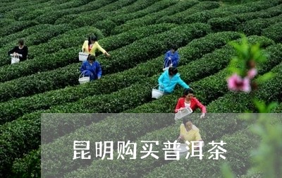 昆明购买普洱茶/2023042984774