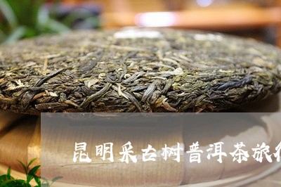 昆明采古树普洱茶旅行/2023092949371