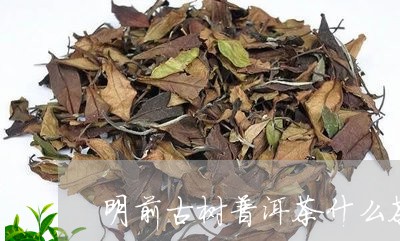 明前古树普洱茶什么茶/2023062356141