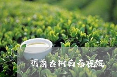 明前古树白茶视频/2023062156281