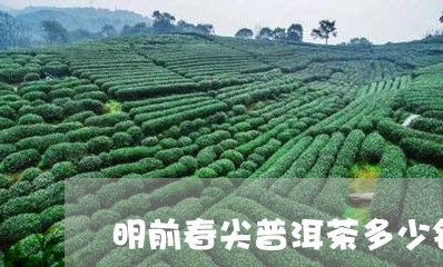 明前春尖普洱茶多少钱普洱生茶芽尖/2023060355048