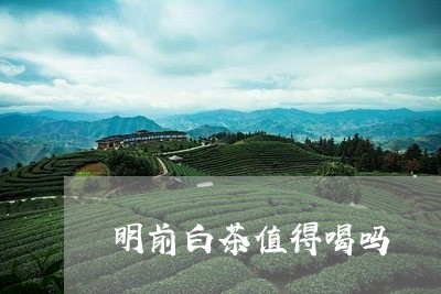 明前白茶值得喝吗/2023062196159