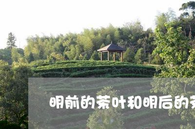 明前的茶叶和明后的茶叶有啥区别/2023060217258