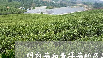 明前茶和普洱茶的区别/2023080181647