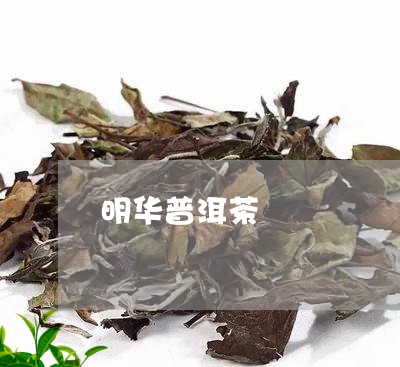 明华普洱茶/2023090663725