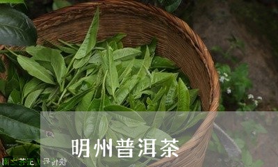 明州普洱茶/2023090524270