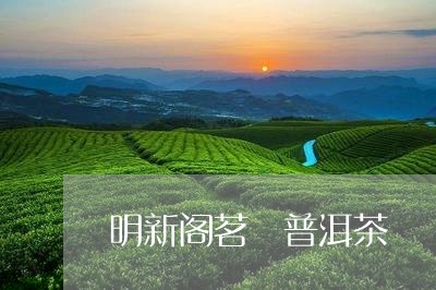 明新阁茗瑄普洱茶/2023092944261