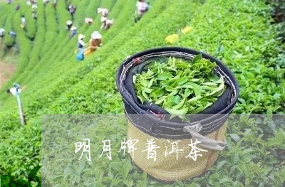 明月牌普洱茶/2023042668525