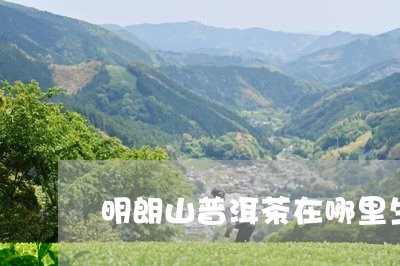 明朗山普洱茶在哪里生产的/2023110654149