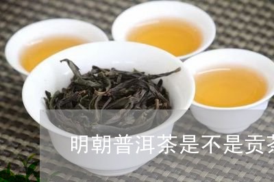 明朝普洱茶是不是贡茶/2023080284058