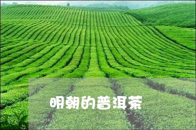 明朝的普洱茶/2023042718506