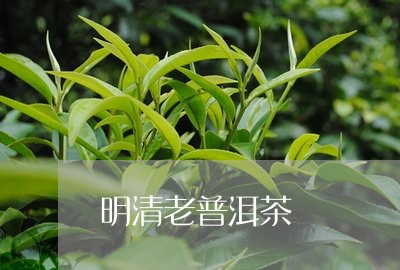 明清老普洱茶/2023042704521