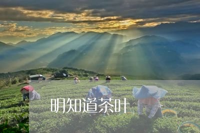 明知道茶叶/2023041864347