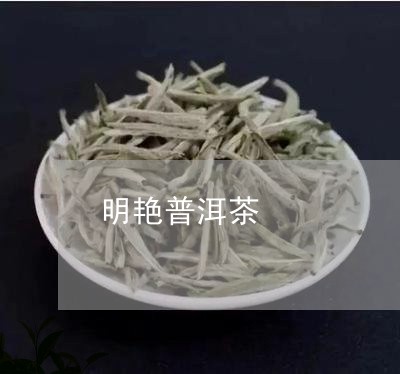 明艳普洱茶/2023090582695