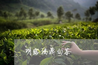 明露福鼎白茶/2023062899503