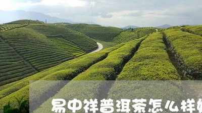 易中祥普洱茶怎么样好喝吗/2023082935138