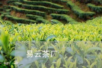 易云茶厂/2023121902827