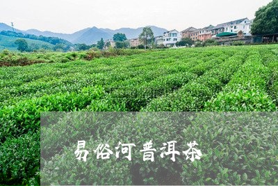 易俗河普洱茶/2023042886678