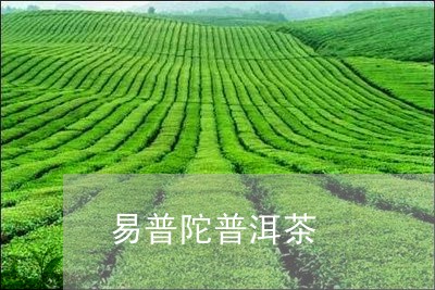 易普陀普洱茶/2023042867448