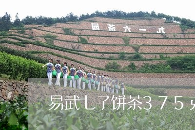 易武七子饼茶375克/2023061189382