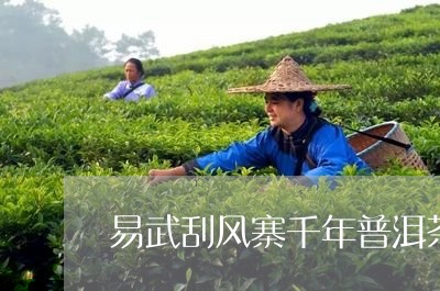 易武刮风寨千年普洱茶/2023092640793