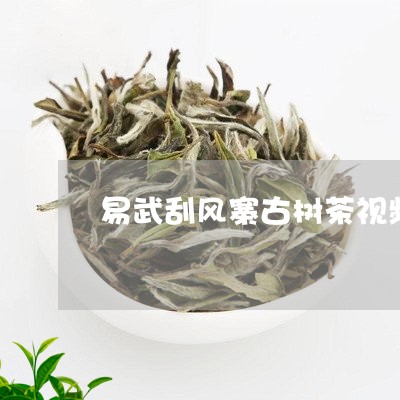 易武刮风寨古树茶视频/2023061162837