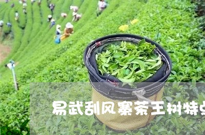 易武刮风寨茶王树特点刮风寨茶特点/2023060405258