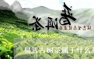 易武古树茶属于什么茶/2023092339483