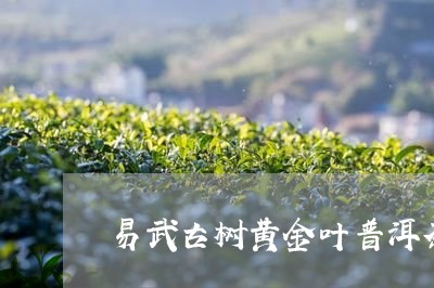 易武古树黄金叶普洱茶/2023093089592