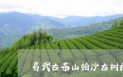 易武古茶山帕沙古树红茶价格/2023052778262