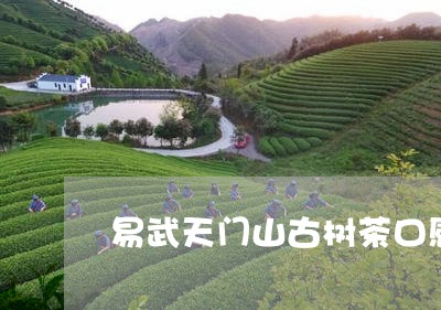 易武天门山古树茶口感/2023061155837