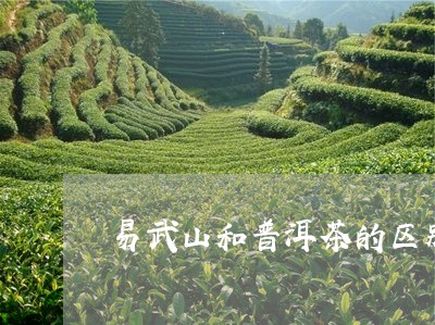 易武山和普洱茶的区别/2023092952705