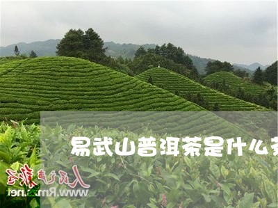 易武山普洱茶是什么茶/2023080255926