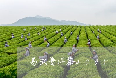 易武普洱茶2005/2023091493725