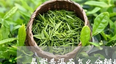 易武普洱茶怎么分辨好坏/2023102496051