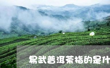 易武普洱茶指的是什么茶/2023110616059