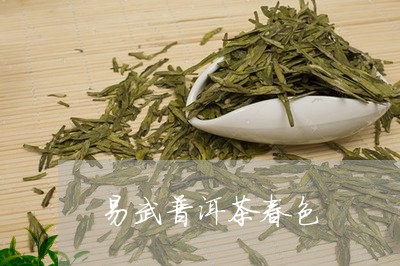 易武普洱茶春色/2023112617068