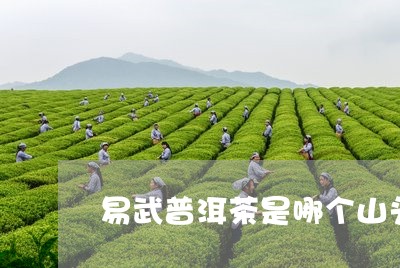 易武普洱茶是哪个山头/2023092892714