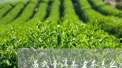 易武普洱茶生茶怎么煮/2023062286930