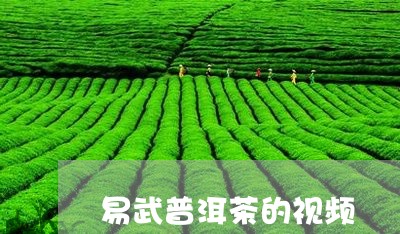 易武普洱茶的视频/2023120416258