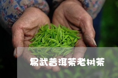 易武普洱茶老树茶/2023081614137