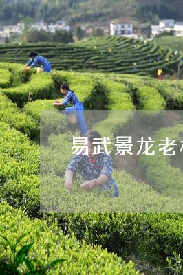 易武景龙老树茶厂福圆昌易武普洱茶/2023060318382