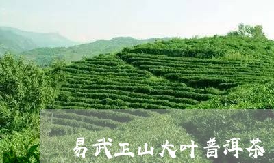 易武正山大叶普洱茶/2023091557582