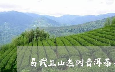 易武正山老树普洱茶多少钱/2023051059815