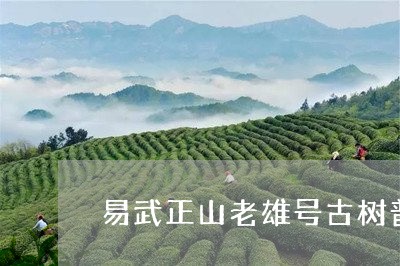 易武正山老雄号古树普洱茶/2023112520613