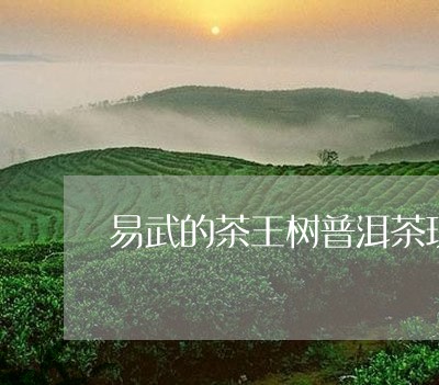 易武的茶王树普洱茶现在还能采吗/2023110404916