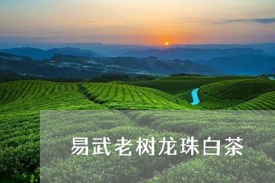 易武老树龙珠白茶/2023062170725