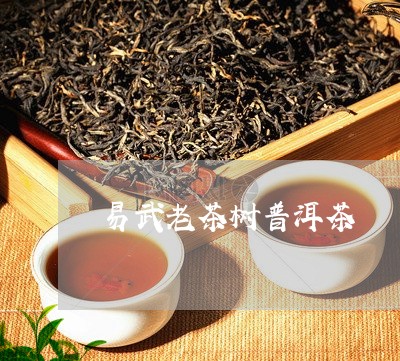 易武老茶树普洱茶/2023120485068